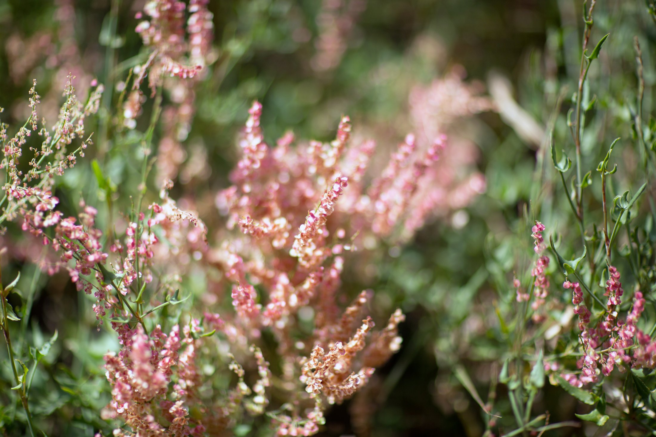 Mountain blossoms. â€” Himachal Pradesh Â· Nov 2015